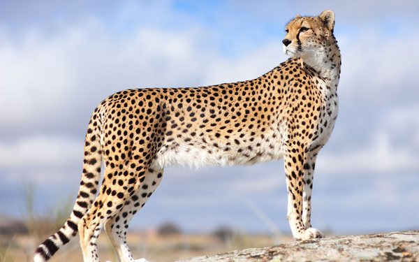 field_image_cheetah-02.jpg