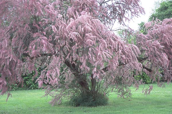 tamarisk.jpg