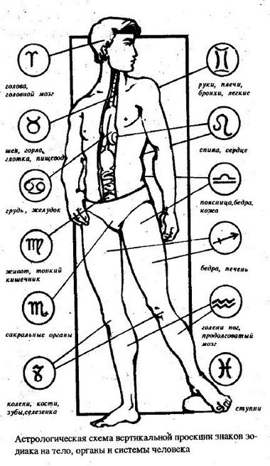 znaki_zodiaka_na_tele.jpg